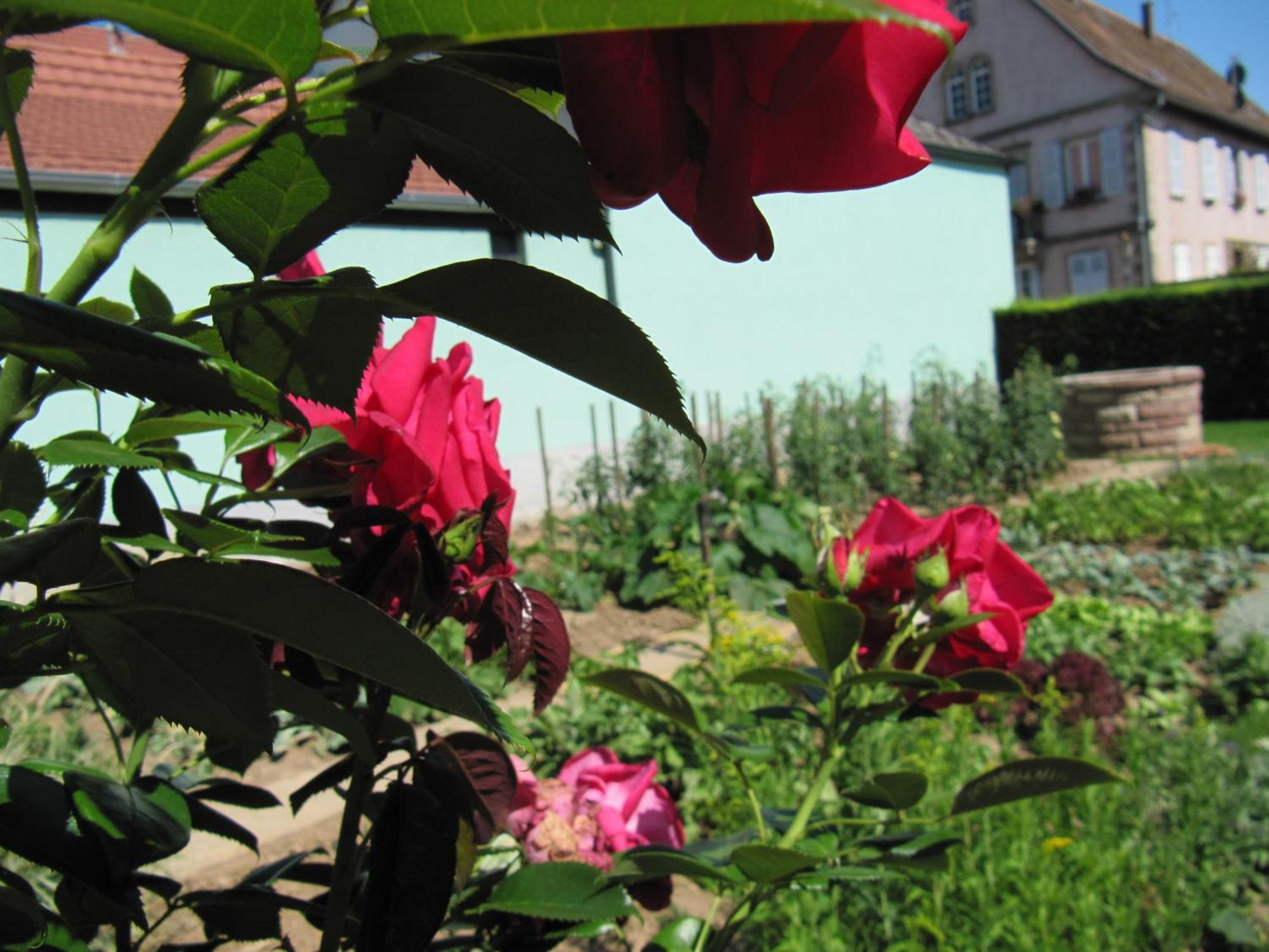 La Ferme De Louise Bed & Breakfast Hohengoeft Exterior photo